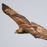 11SB9210 Red-tailed Hawk